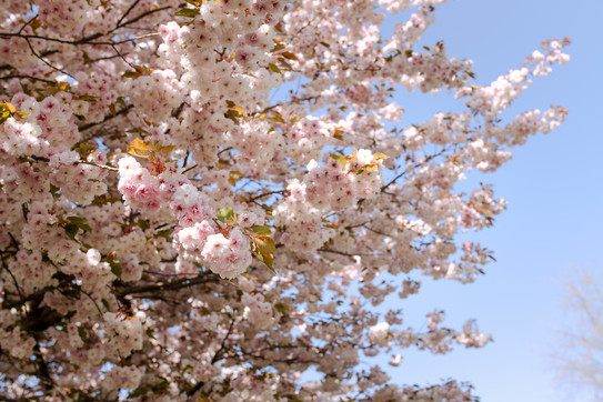 Blühende Kirschblütenbäume an der TU Dortmund.